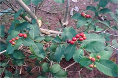 Rauvolfia tetraphylla